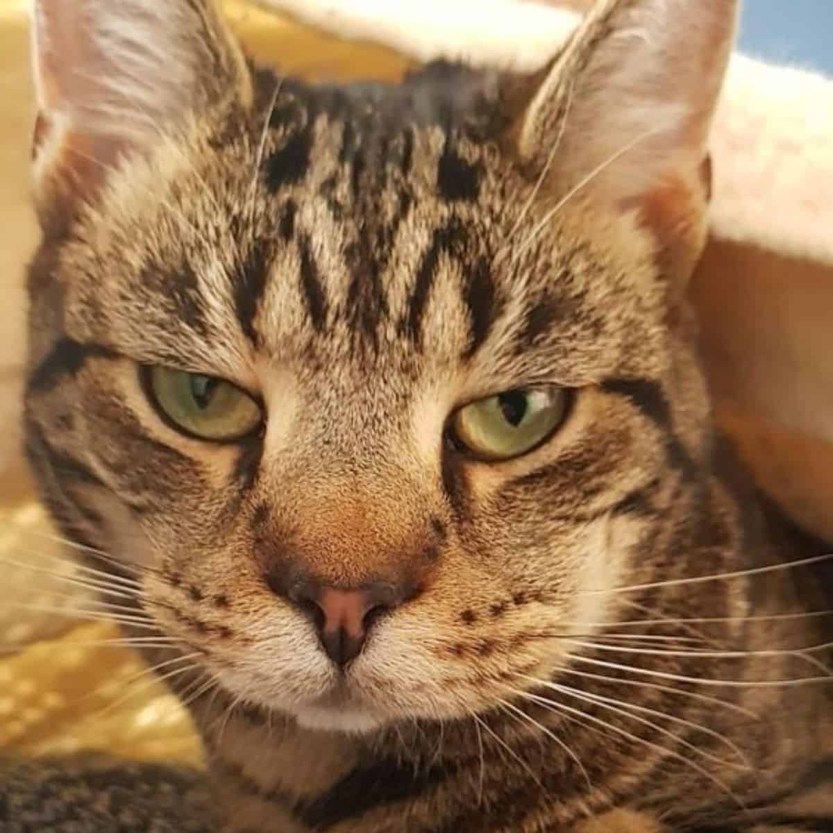 photo of a cat with a slightly swollen head