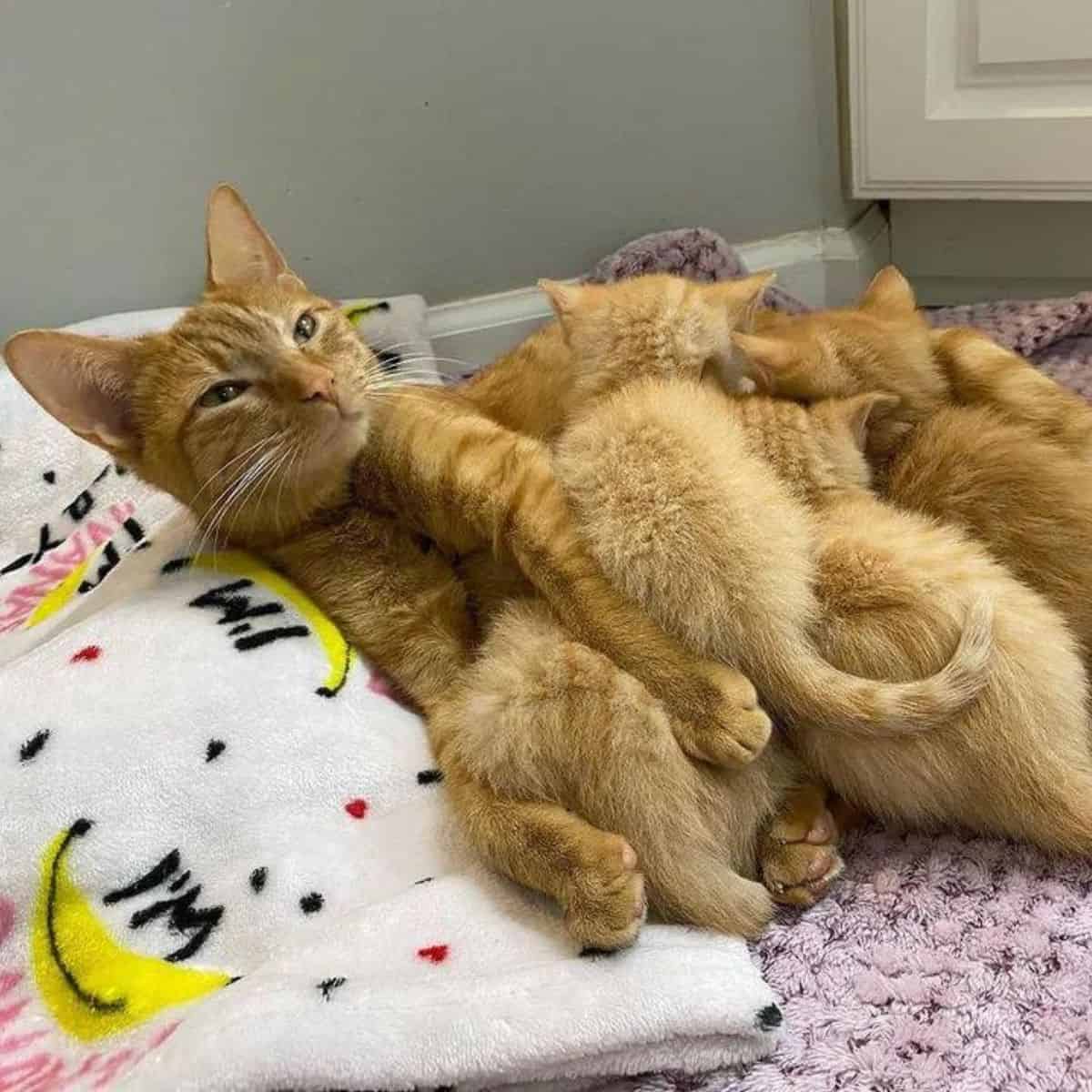 photo of cat and kittens lying