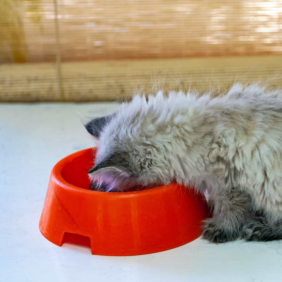 photo of cat eating