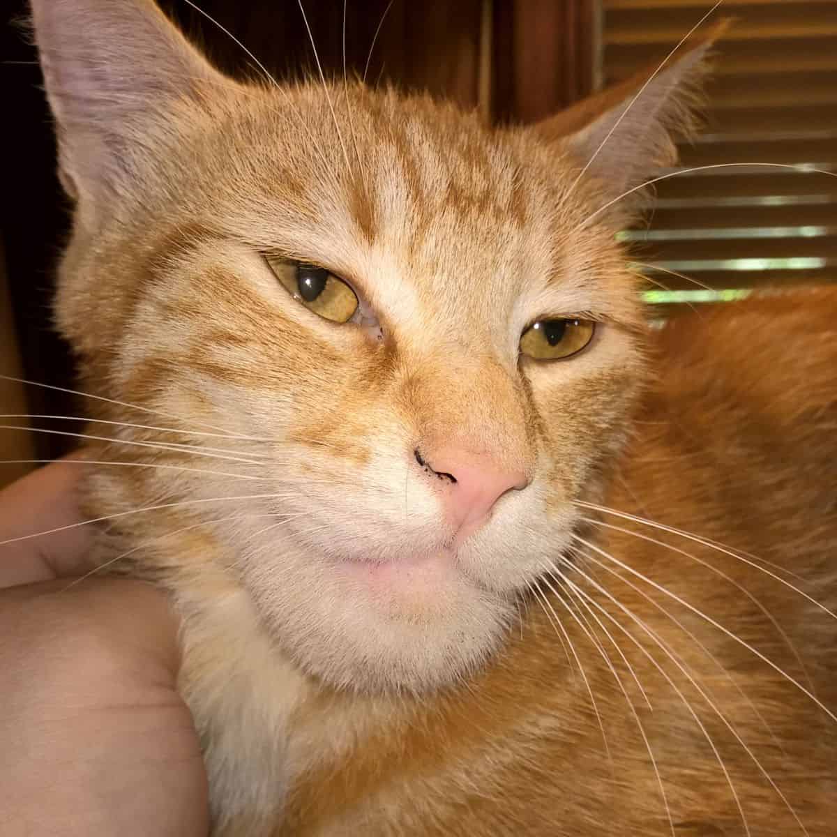 photo of ginger cat stung by a bee