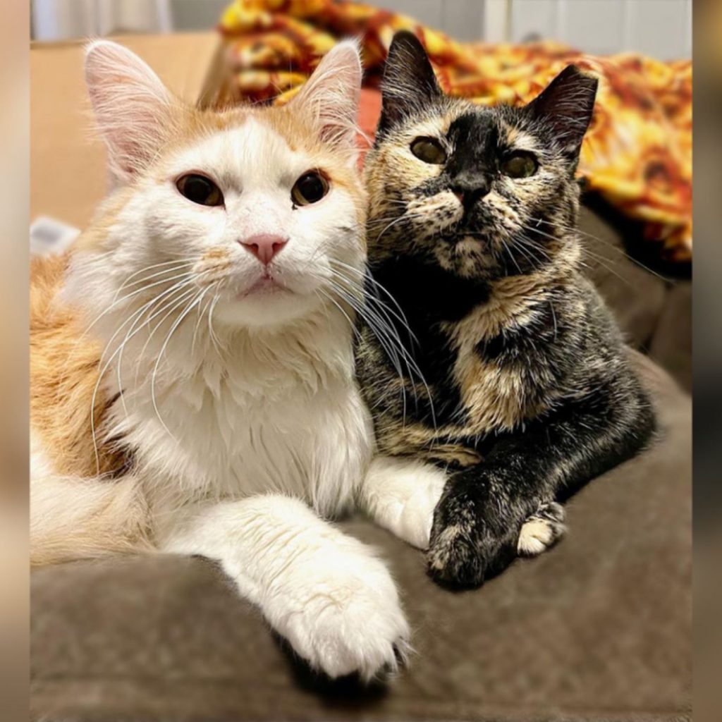 portrait of two cats sitting next to each other