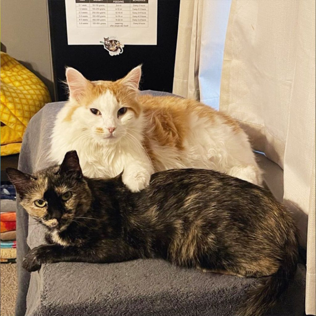 portrait of two cats sitting on a chair