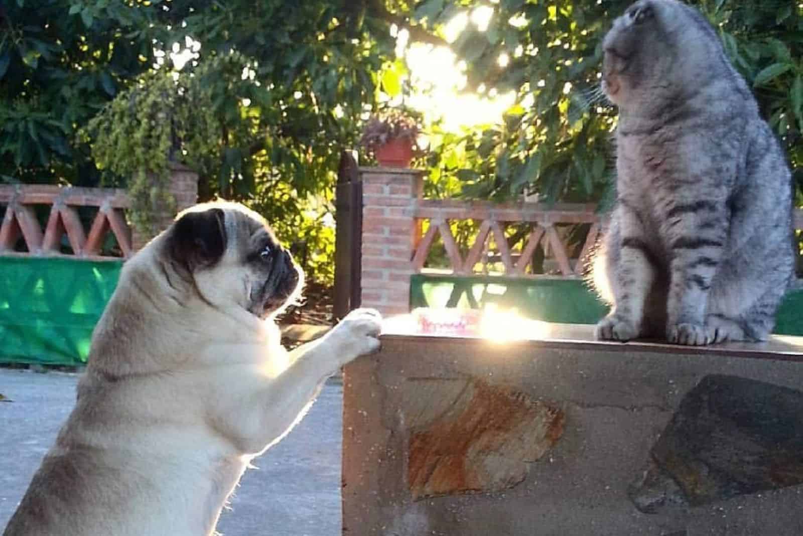 pug and cat chilling outside