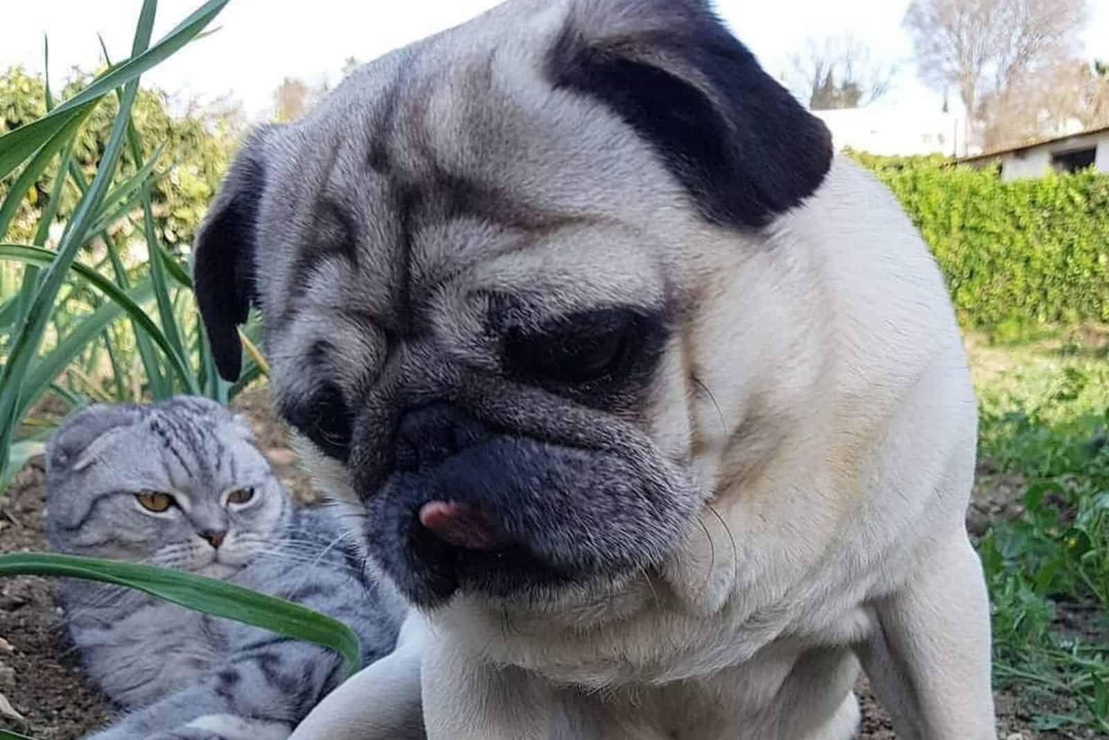 pug and cat laying