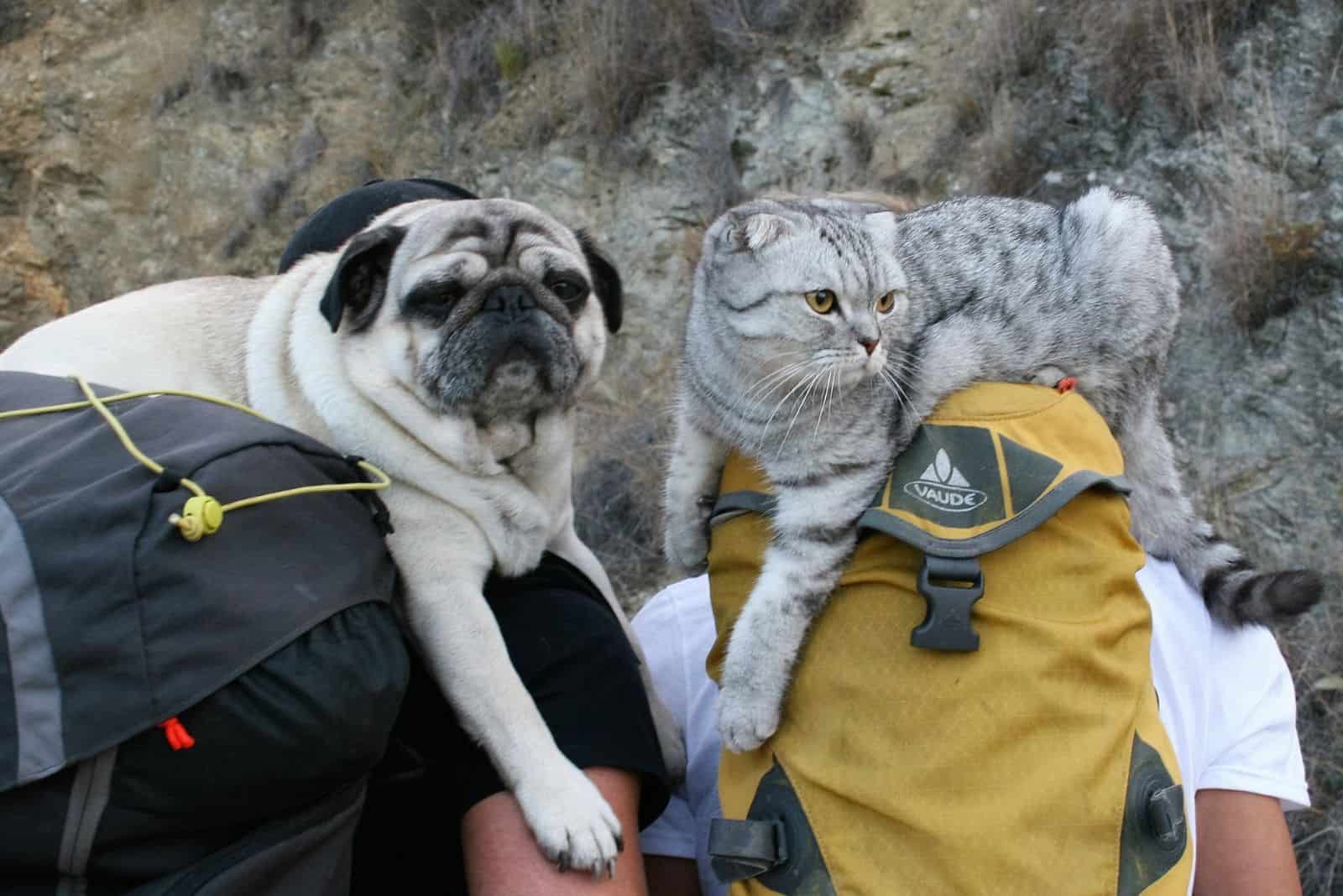 pug and cat on a backpack