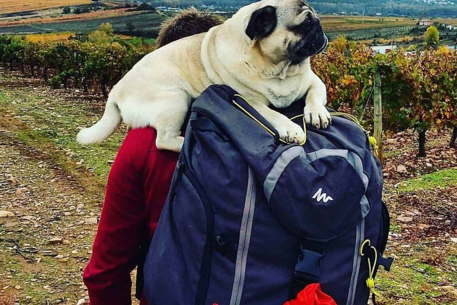 pug on backpack
