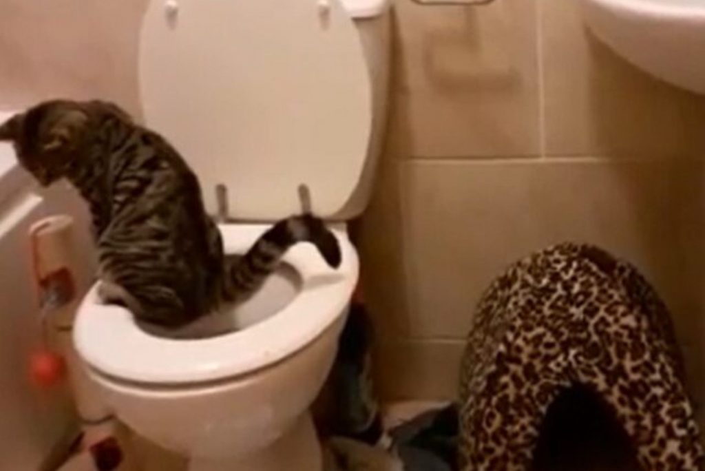 the cat defecates on the toilet