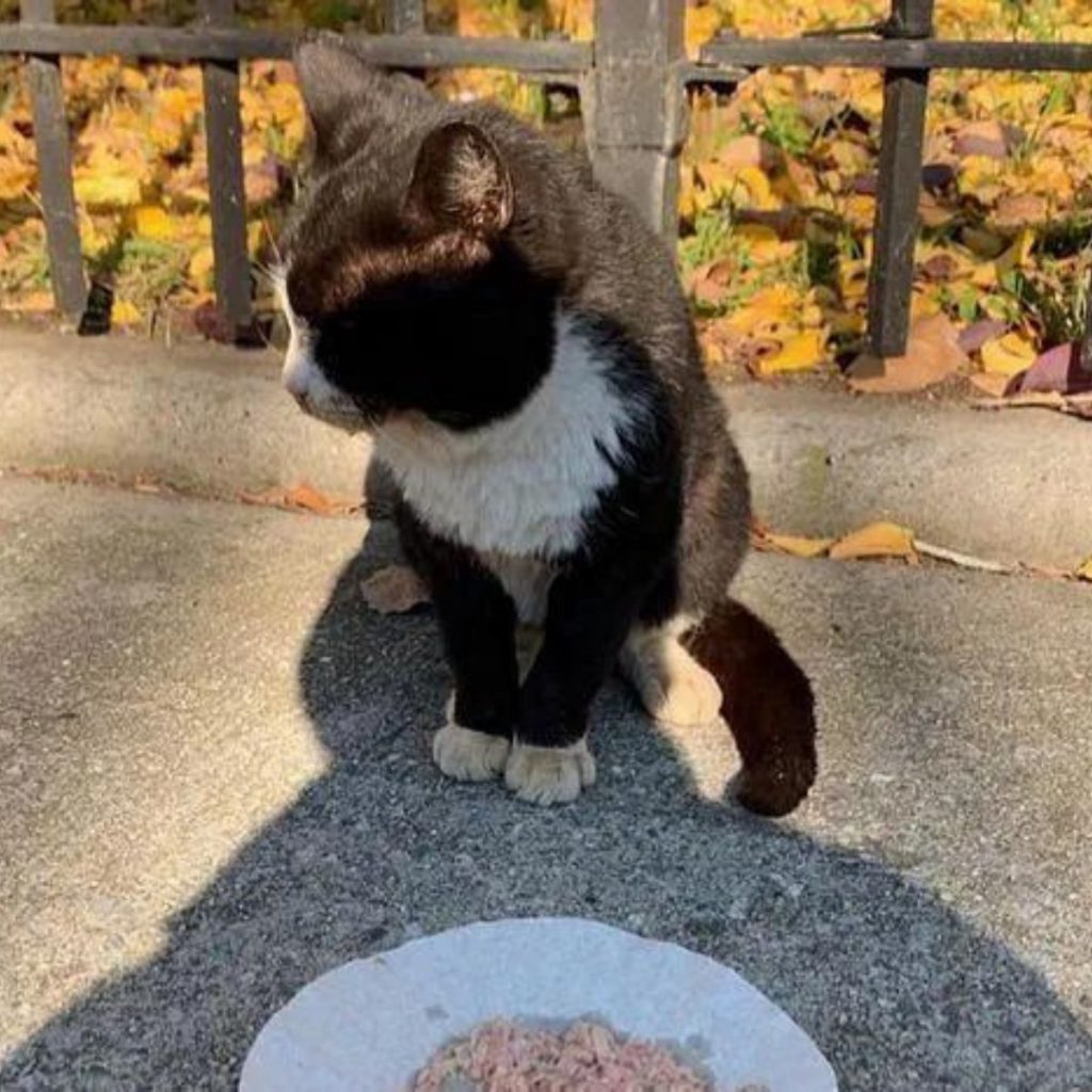 the cat is sitting next to the plate with food