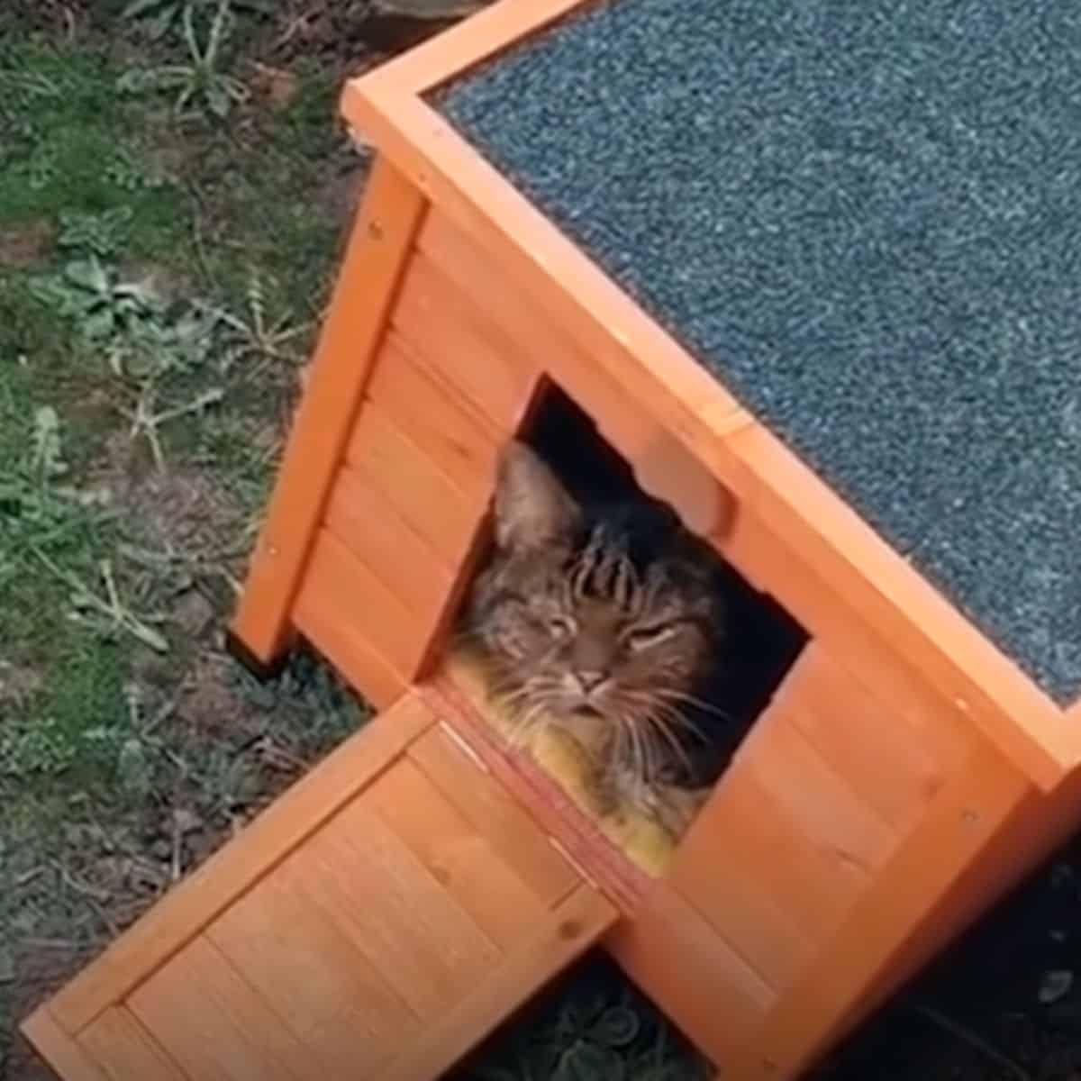 the cat peeks out of the box