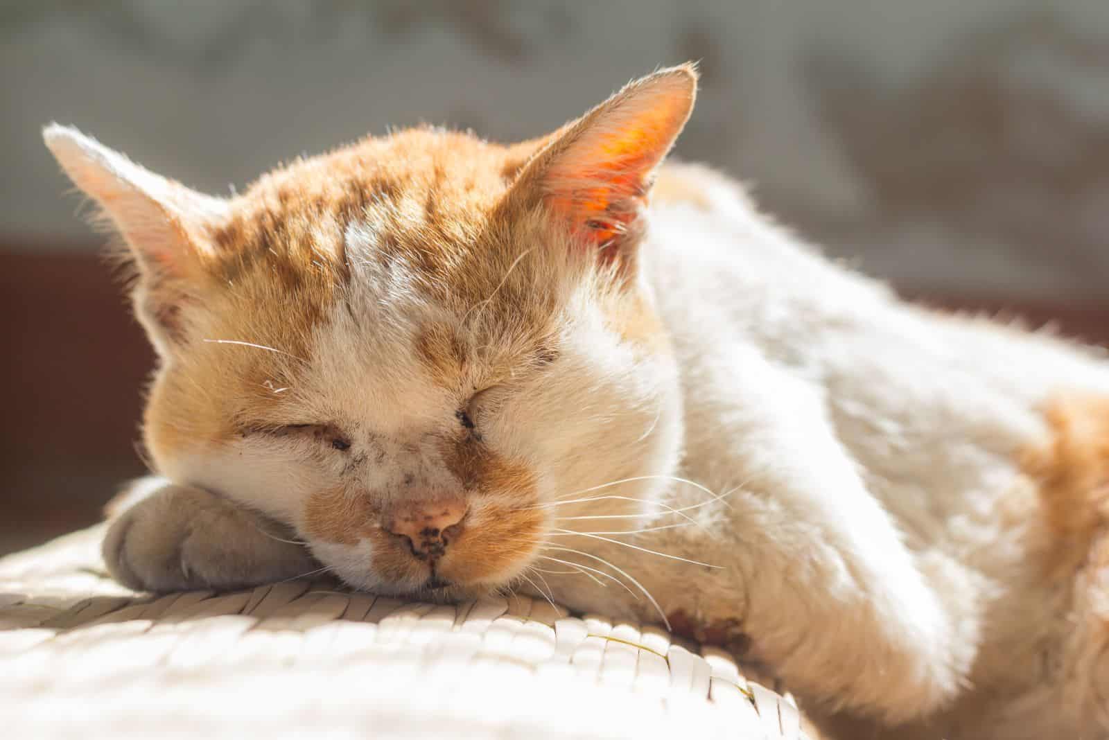 the cat sleeps on the wicker armchair