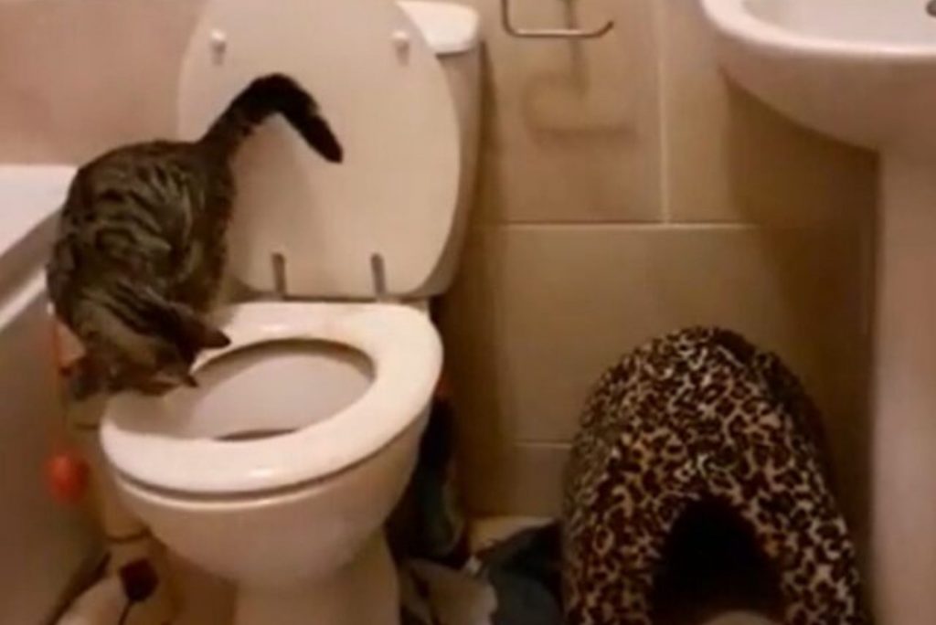 the cat walks on the toilet bowl