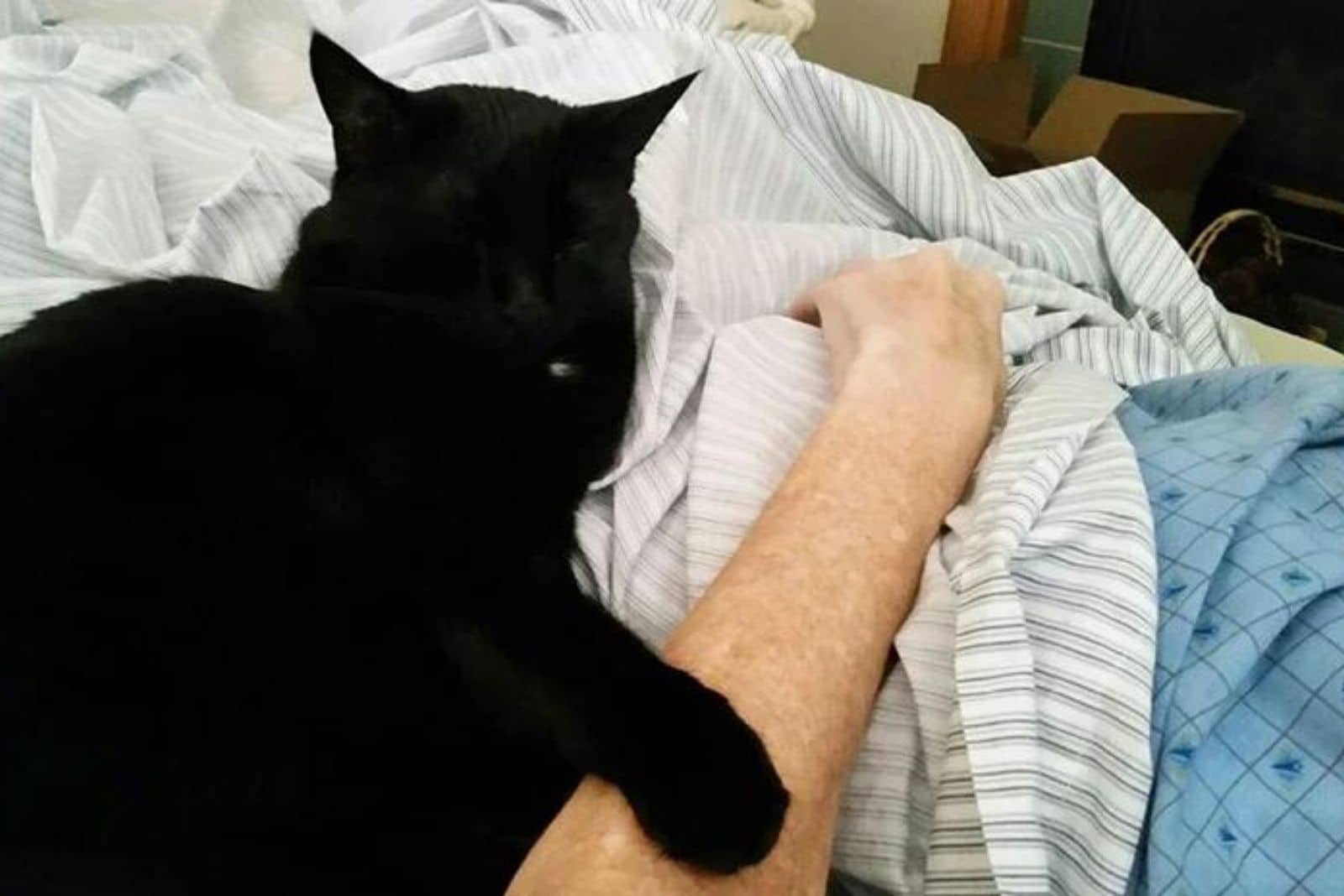 the healer cat lying in bed