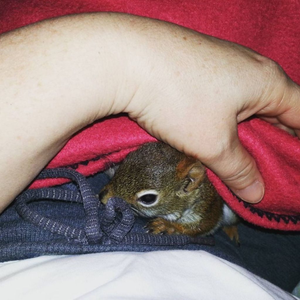 the squirrel enjoys the man's lap