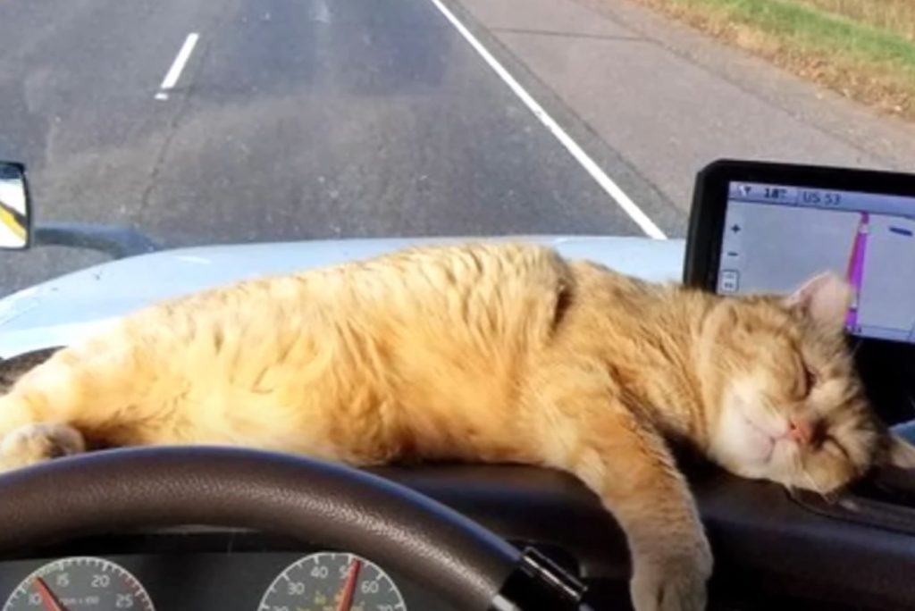 the yellow cat sleeps in front of the wheel while the trucker drives