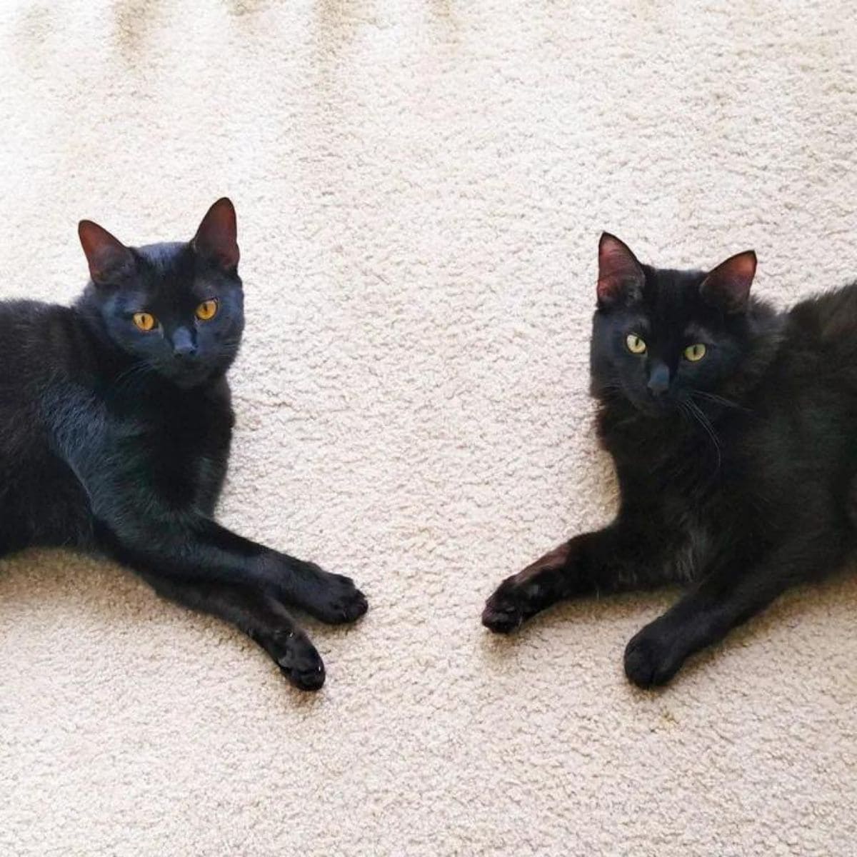 two black cats and white background