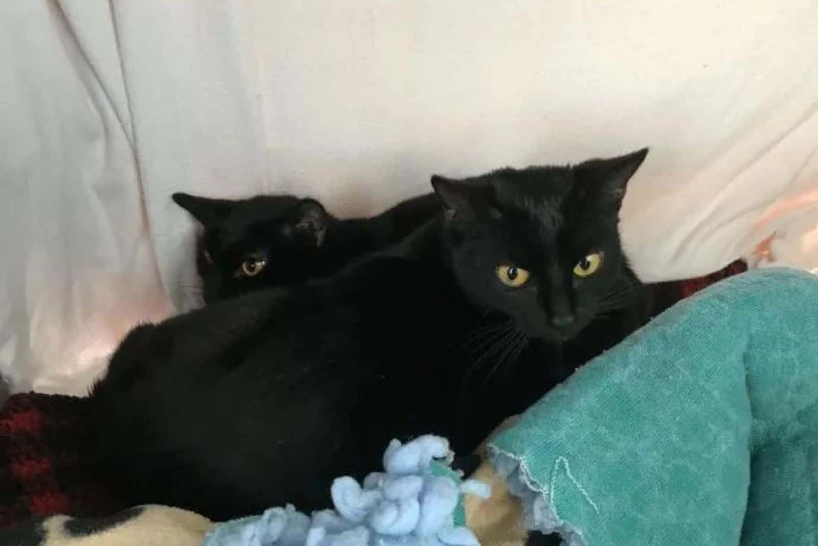 two black cats chilling