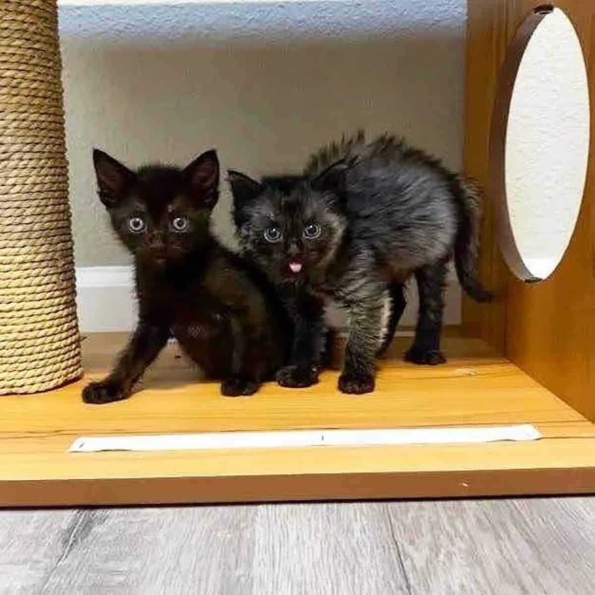 two black kittens