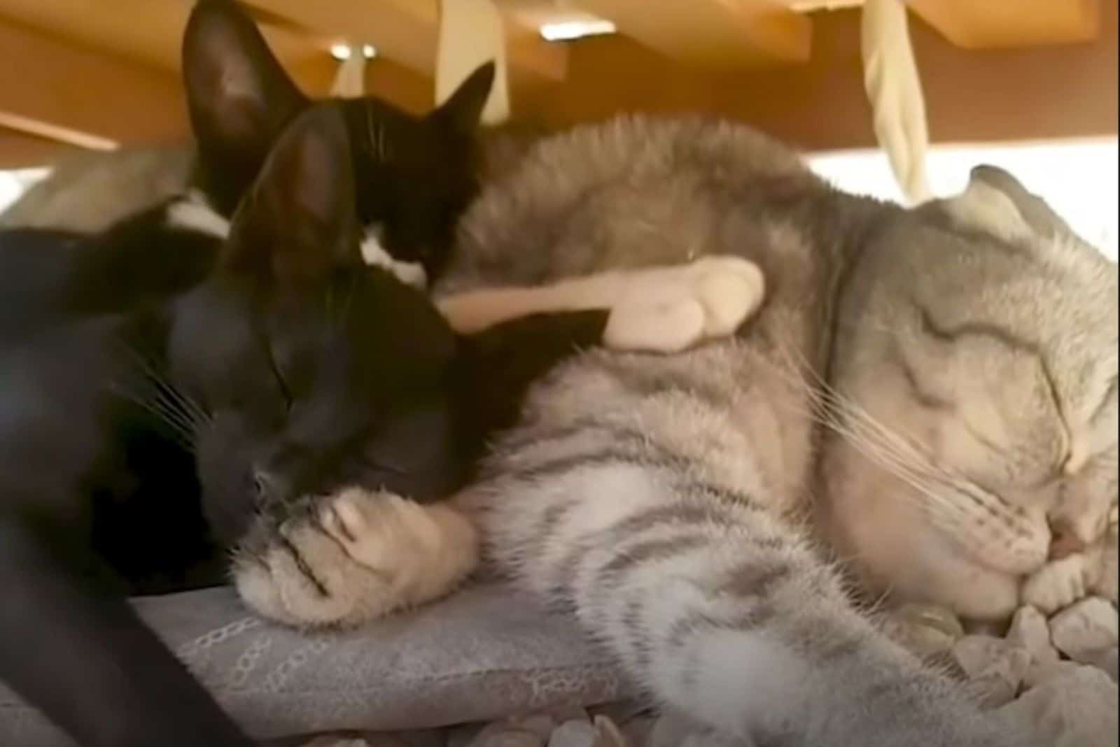 two cats and dog sleeping