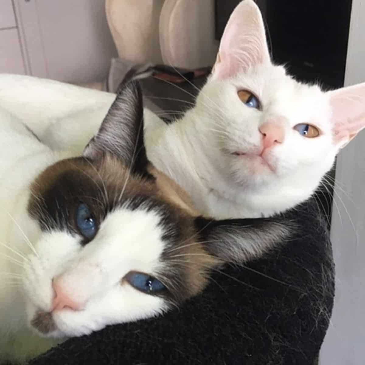 two cats posing