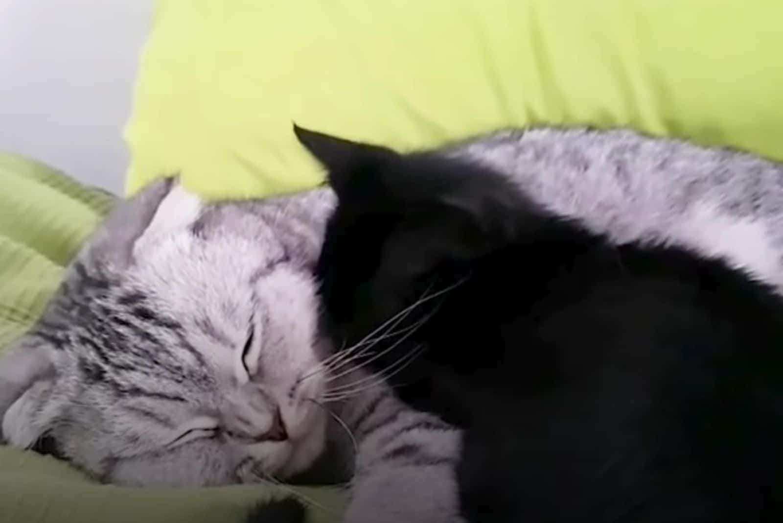 two cats sleeping together
