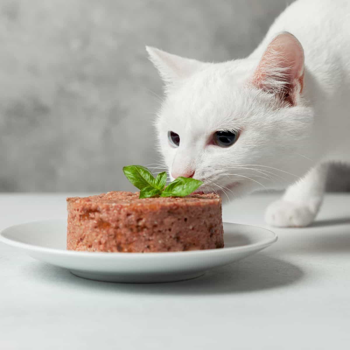 white cat eating food of a plate