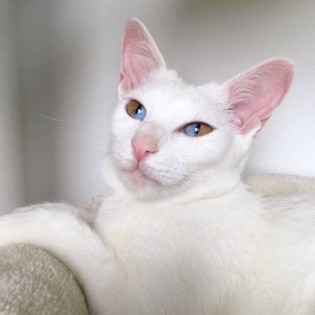 white cat with dual toned eyes