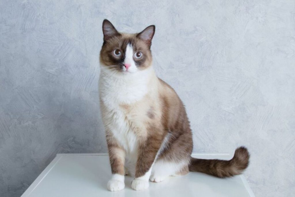 snowshoe cat sitting