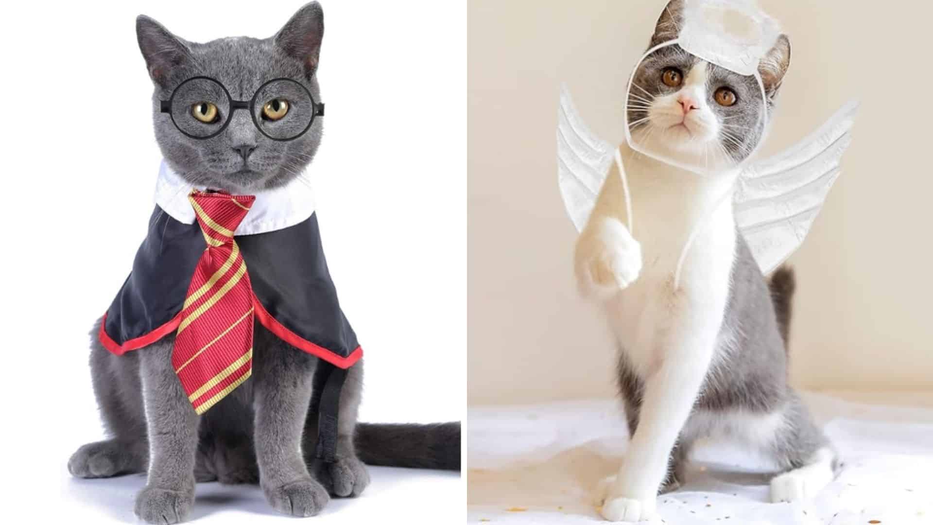 cats wearing halloween costumes