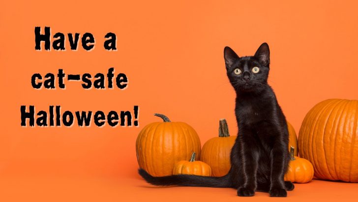 10 Tips To Keep Your Feline Safe During The Spooky Season