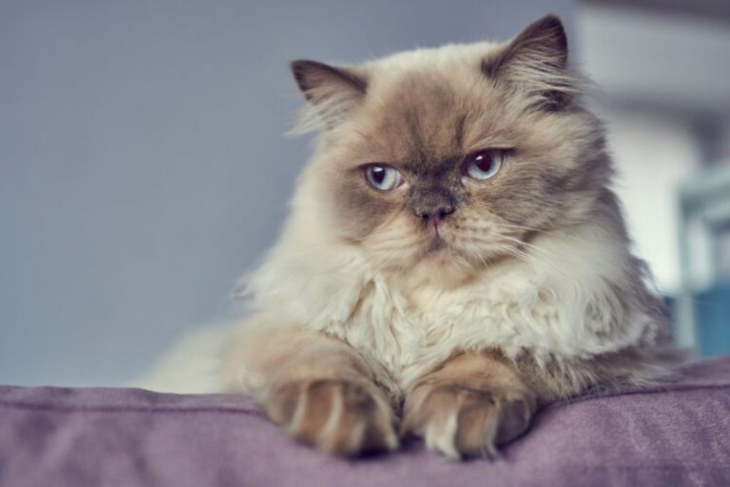 fluffy himalayan cat