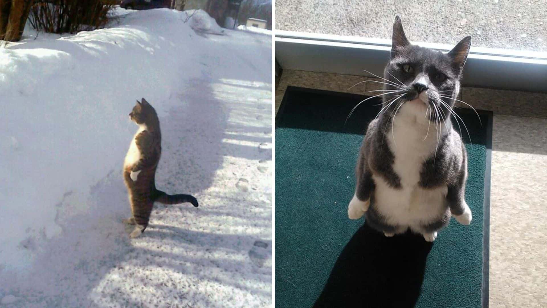 Cat imitating the penguins