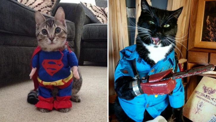 20 Photos Of Spooktacular Halloween Cat Costumes