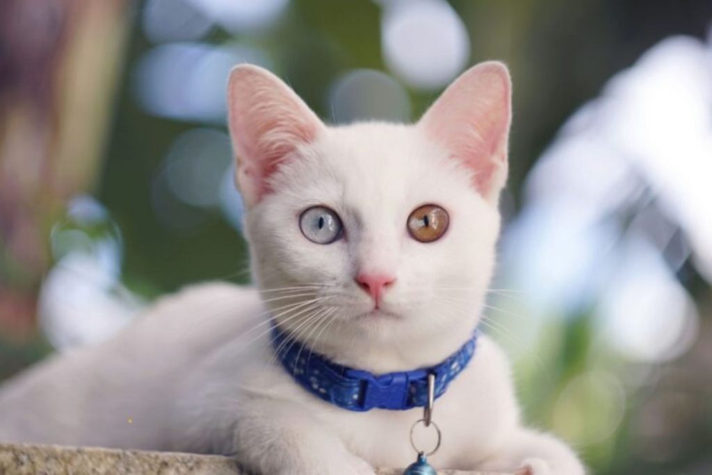 khao mane cat with different eye color