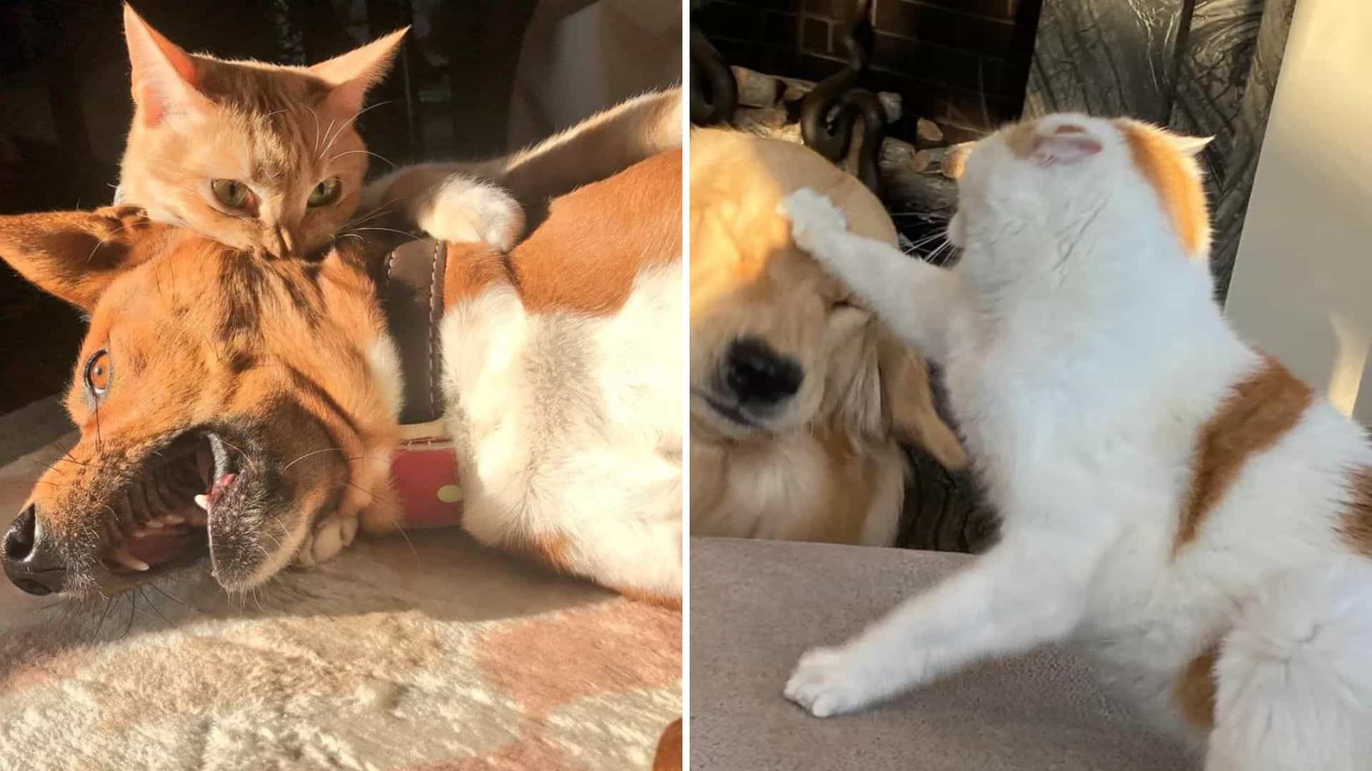 photo of cat bullying dogs