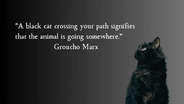 33 Black Cat Quotes In The Spirit Of Halloween
