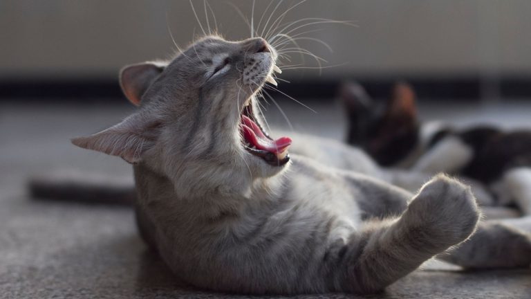 cat yawning