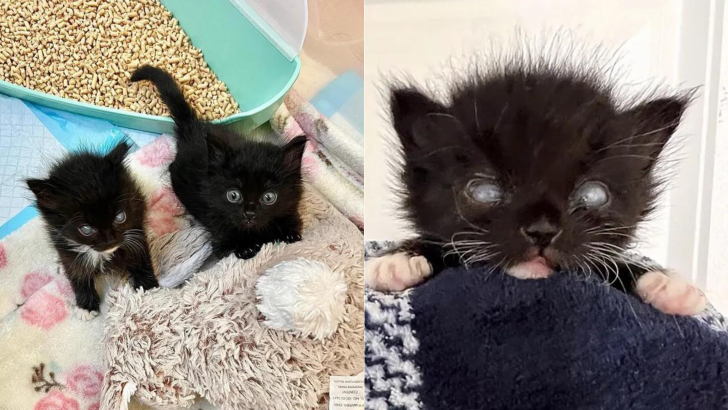 Blind Kitten Seeks Help And Experience A Remarkable Transformation