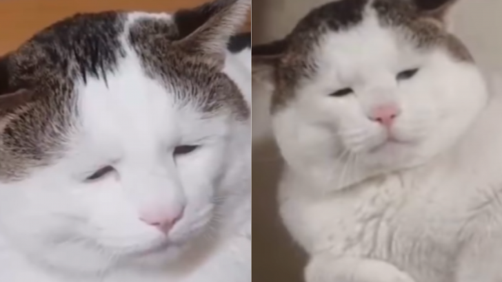 The World’s “Saddest Cat” Turns Out To Be Suffering From A Very Unusual Condition