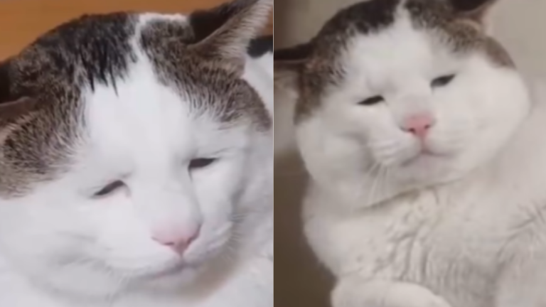 cat with unique face