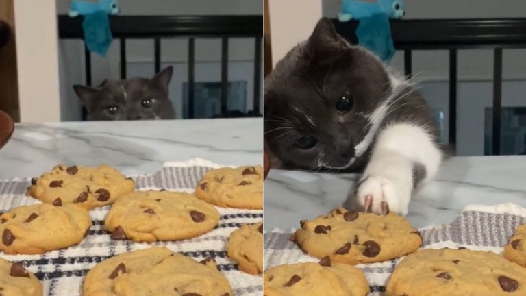 A Cat Trying To Steal A Forbidden Treat