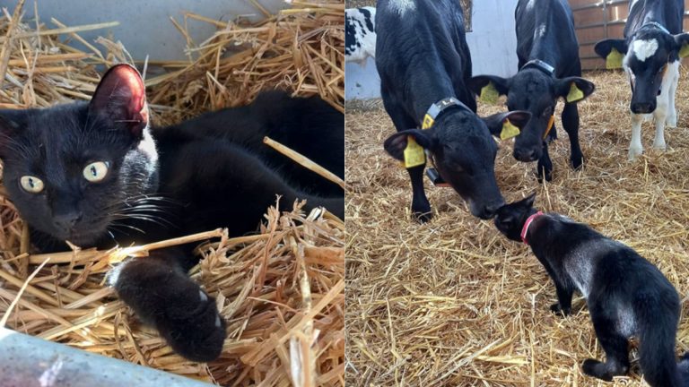 cat with cows