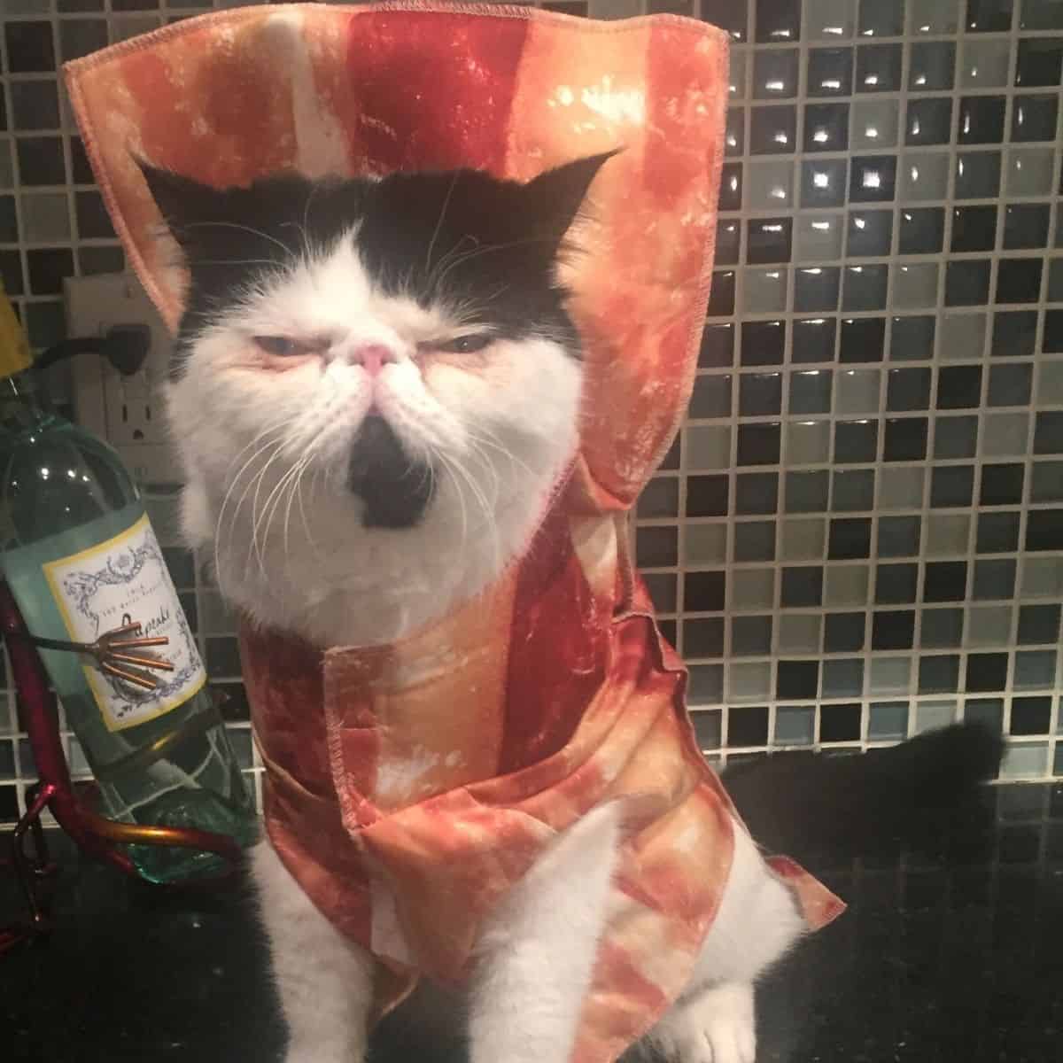 Bacon Cat sits scowling on the kitchen counter