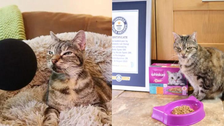 Bella The Cat Breaks The Guinness World Record For Loudest Purr