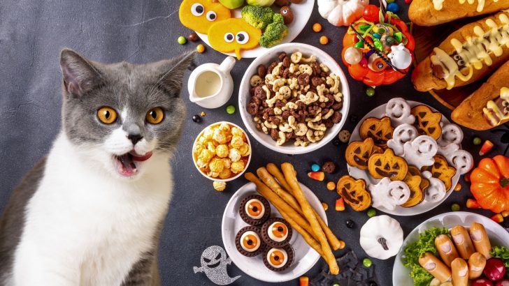 Tasty Halloween Treats That Can Be Extremely Dangerous For Our Cats