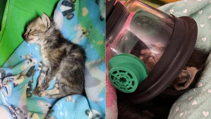 Tiny Kitten Barely Survives After Being Squeezed By A Toddler