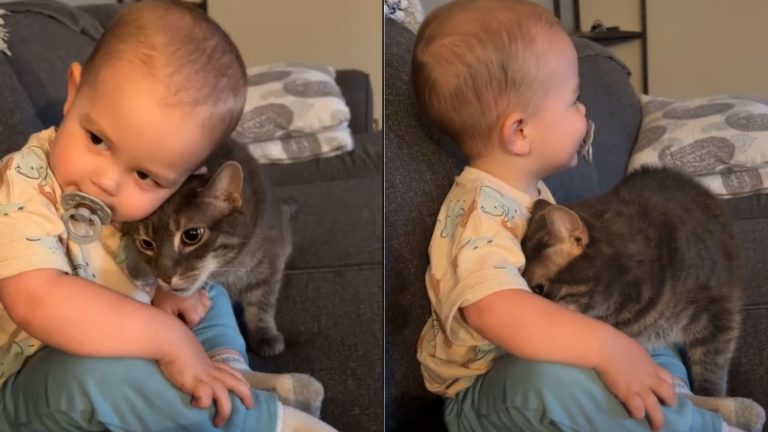 cat and baby