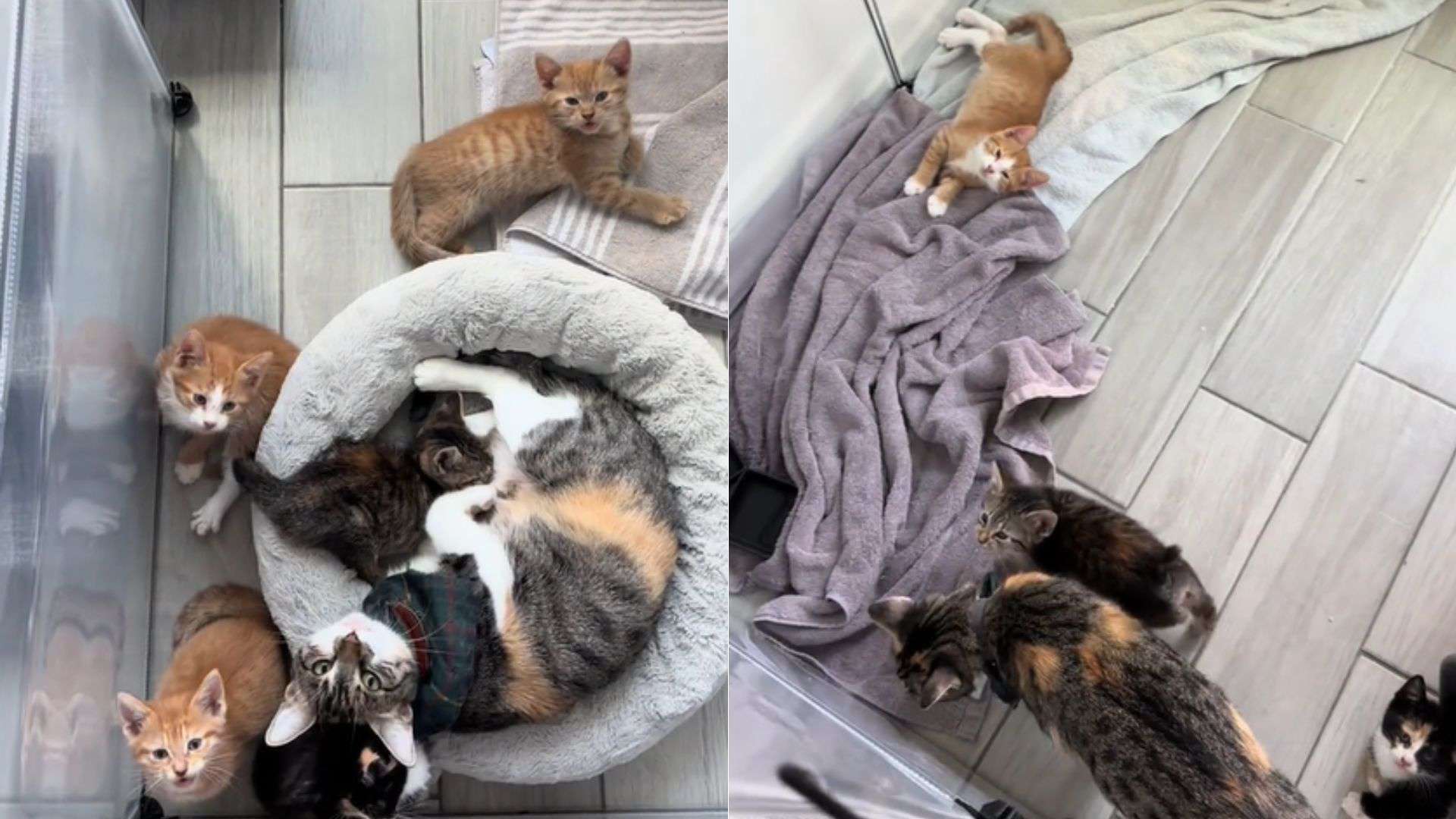 Cat Insists On Adopting A Litter Of Kittens