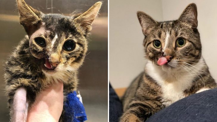 Cat Missing Half Of His Face Became One Of The ‘Hard To Adopt’ Ones But Then He Met Her