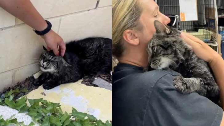 Cat Sitting Outside The Building For Days Finally Gets Rescued