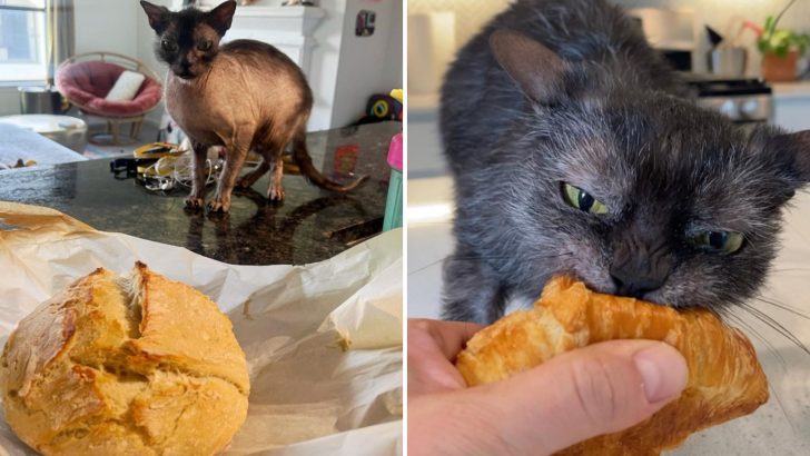 This Cat Is Obsessed With Bread And Loves To Steal Food